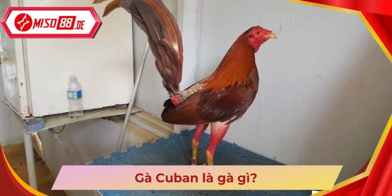 Gà Cuban là gà gì?