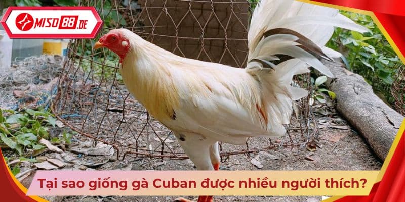 Tại sao giống gà Cuban được nhiều người thích?